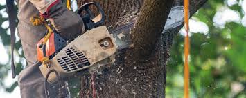 Best Tree Cabling and Bracing  in Avenel, NJ