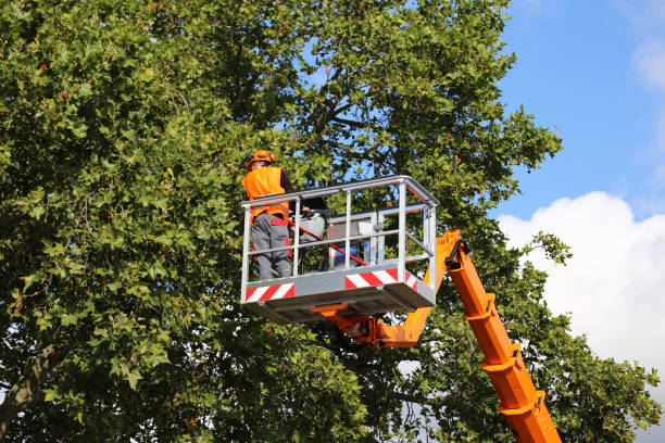 Best Tree Preservation Services  in Avenel, NJ