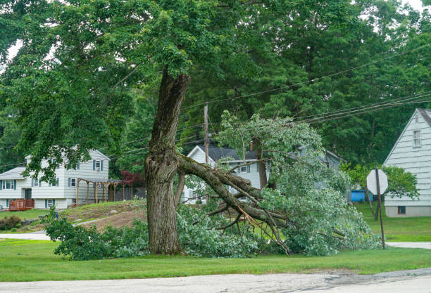 Best Firewood Processing and Delivery  in Avenel, NJ