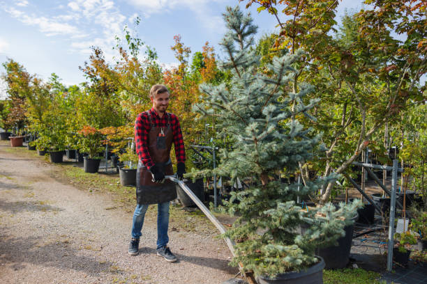 How Our Tree Care Process Works  in  Avenel, NJ